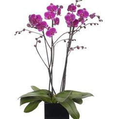 Peace and Love Orchid Arrangement