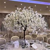 Blossom Trees x 8 (6ft)